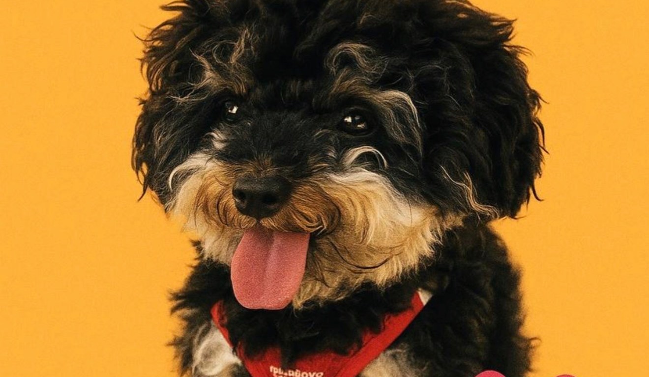 ATX Small Dogs-Yenis Monterrey